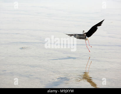 Schwarz - geflügelte Stelzenläufer ein großes Wasser Vogel fliegt über das Wasser des Teiches Stockfoto