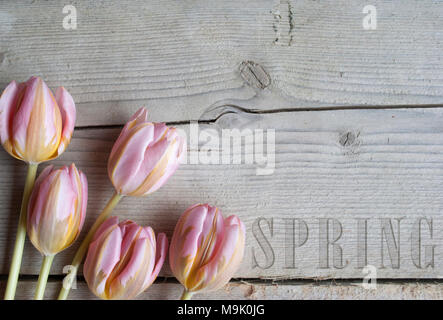 In der Nähe der blühenden Tulpen auf Holz- Hintergrund, mit Text Feder Stockfoto