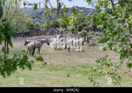 Frei lebende Sorraia Pferde in Faia Brava Nature Reserve, Western Iberia rewilding, Portugal Stockfoto