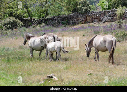 Frei lebende Sorraia Pferde in Faia Brava Nature Reserve, Western Iberia rewilding, Portugal Stockfoto