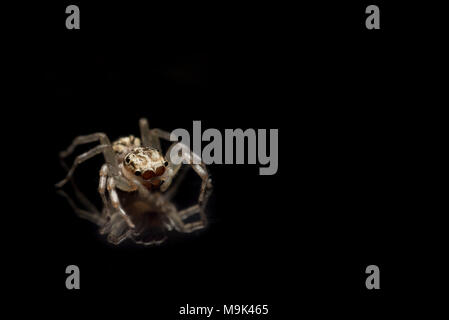 Spider Jump auf schwarzem Hintergrund Stockfoto