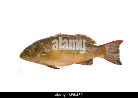 Plectropomus Fisch isoliert auf weißem Stockfoto