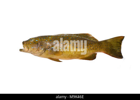 Plectropomus Fisch isoliert auf weißem Stockfoto