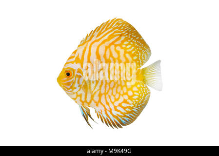 Baby Golden CKB Discus pompadour Fisch Stockfoto