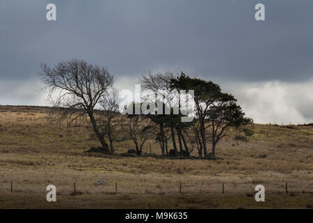 Wäldchen von Bäumen auf moorland Stockfoto