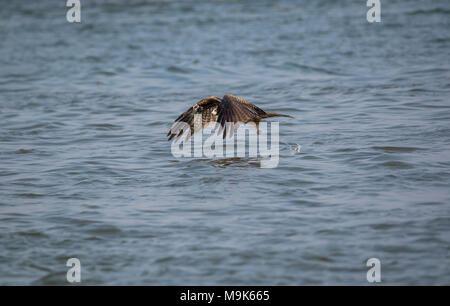 Schwarze Drachen Jagd nach Fischen im Meer Stockfoto