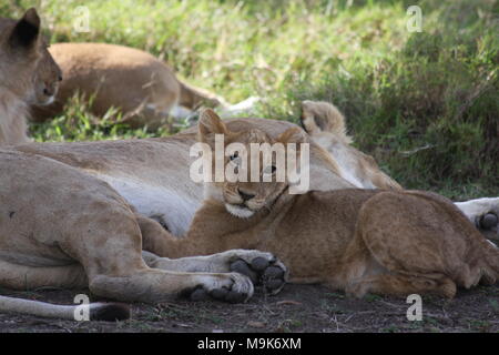 Lion Cubs in Familie Gruppe Stockfoto