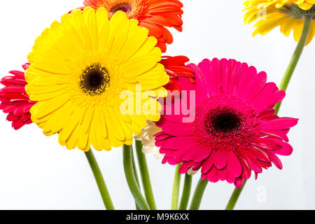 Blumenstrauß aus bunten Gerbera Blumen auf weißem Hintergrund Stockfoto