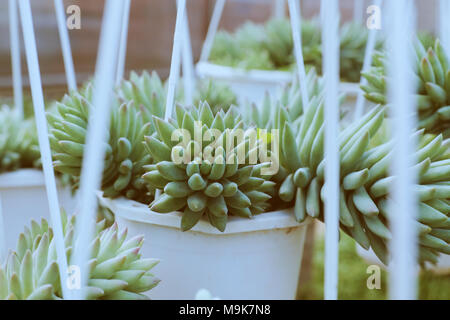 Gruppe von Sedum burro Schwanz hängen am Rahmen im Blumengarten, der Sukkulenten Kakteen mit grünem Hintergrund schließen, eine Art Zimmerpflanze so schön Stockfoto