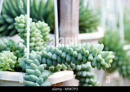 Gruppe von Sedum burro Schwanz hängen am Rahmen im Blumengarten, der Sukkulenten Kakteen mit grünem Hintergrund schließen, eine Art Zimmerpflanze so schön Stockfoto