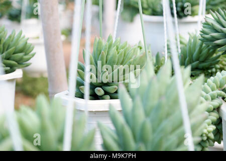 Gruppe von Sedum burro Schwanz hängen am Rahmen im Blumengarten, der Sukkulenten Kakteen mit grünem Hintergrund schließen, eine Art Zimmerpflanze so schön Stockfoto