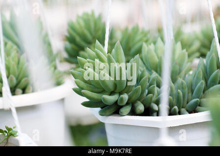 Gruppe von Sedum burro Schwanz hängen am Rahmen im Blumengarten, der Sukkulenten Kakteen mit grünem Hintergrund schließen, eine Art Zimmerpflanze so schön Stockfoto