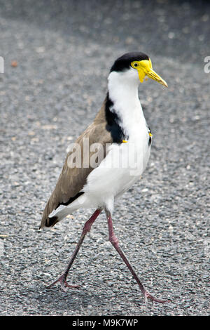 Südliche maskierte Kiebitz auf dem Boden. In Australien. Stockfoto