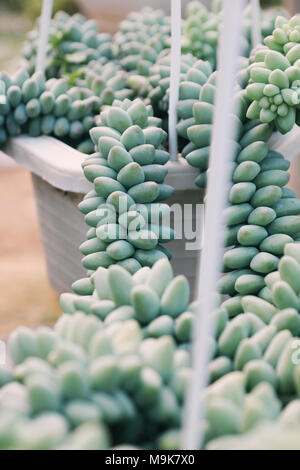 Gruppe von Sedum burro Schwanz hängen am Rahmen im Blumengarten, der Sukkulenten Kakteen mit grünem Hintergrund schließen, eine Art Zimmerpflanze so schön Stockfoto