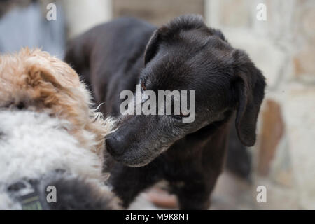 Zwei Hunde sind Begrüßung Stockfoto