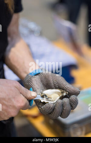 Hand in Metall schnittfeste Handschuh ist das Öffnen einer Auster mit einem speziellen Messer auf einem Fischmarkt. Stockfoto