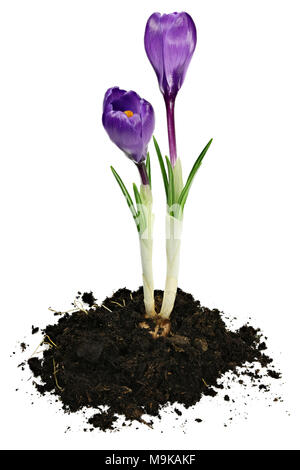 Crocus vernus auf weißem Hintergrund Stockfoto