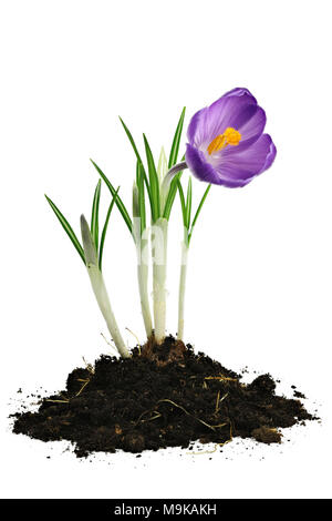 Crocus vernus auf weißem Hintergrund Stockfoto
