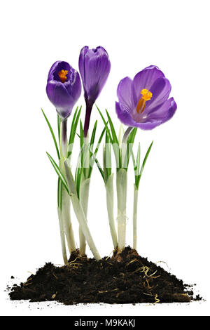 Crocus vernus auf weißem Hintergrund Stockfoto
