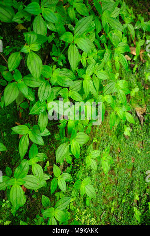 Die Pflanzenwelt ist üppig und einladend auf dem Wanderweg an Viento Fresco Wasserfälle in Costa Rica. Stockfoto