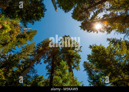 Eine Suche kann Siehe blauer Himmel durch die Baumkronen des alten Wachstum Wald in Gifford Pinchot National Forest. Die Strahlen der Sonne Filter durch die obere Stockfoto