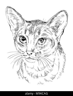 Vektor Kontur monochrome Portrait von neugierig Abessinier Katze in der Farbe schwarz. Hand Zeichnung Abbildung isoliert auf weißem Hintergrund Stock Vektor