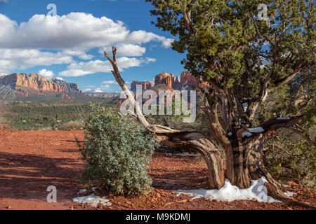 Alte Kiefer steht den Test der Zeit in Sedona, Red Rock Country. Schmelzender Schnee trennt Baum von rot, trocken Erde Stockfoto