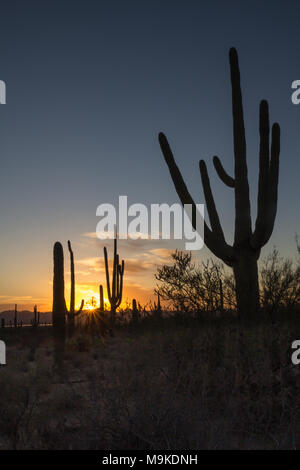 Die untergehende Sonne am Horizont wirft gelb, rot und orange Licht über dem Horizont. Im Vordergrund, Saguaro Kakteen stehen so hoch Silhouetten. Stockfoto