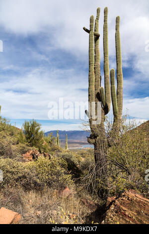 Vertikale shot mit alten, multi-limbed Saguaro Kaktus im Vordergrund Blick durch Tonto National Monument zu Theodore Roosevelt Lake in der Nähe von Phoenix Stockfoto