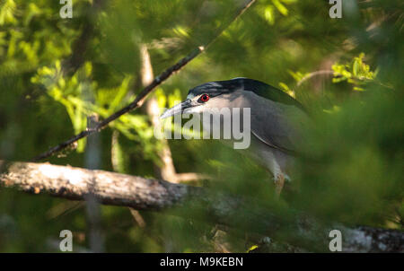 Immer noch Schwarz-gekrönten Nachtreiher Nycticorax nycticorax shorebird Jagden in einem Teich in der Corkscrew Swamp Sanctuary von Naples, Florida Stockfoto