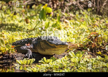 Junge amerikanische Alligator mississippiensis Sonnenbaden auf der Seite von einem Teich auf einem Golfkurs in Florida Stockfoto