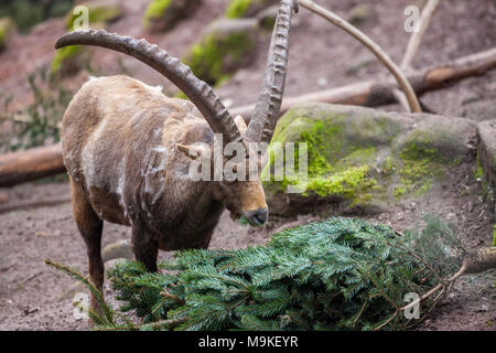 Eine braune Steinböcke in einer Stone Park Stockfoto