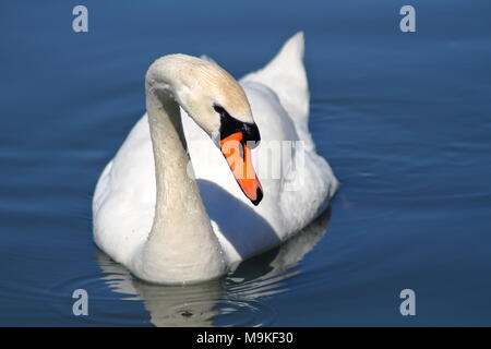 Höckerschwan schwebend auf einem noch Lake in Ontario, Kanada Stockfoto