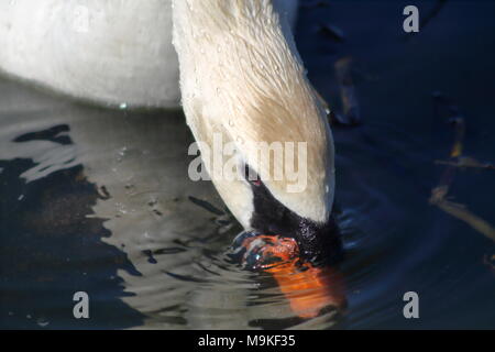 Nahaufnahme eines Höckerschwan ernähren sich von unten in einem Sumpf in Hamilton, Ontario, Kanada Stockfoto