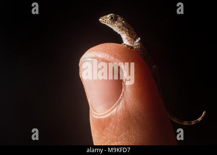 Ein winziges Frisch geschlüpfte House gecko sitzt auf meinem Finger Tip, in Tarapoto, Peru fotografiert. Stockfoto