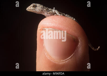 Ein winziges Frisch geschlüpfte House gecko sitzt auf meinem Finger Tip, in Tarapoto, Peru fotografiert. Stockfoto