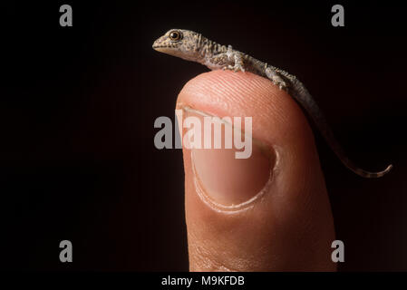 Ein winziges Frisch geschlüpfte House gecko sitzt auf meinem Finger Tip, in Tarapoto, Peru fotografiert. Stockfoto