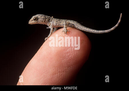 Ein winziges Frisch geschlüpfte House gecko sitzt auf meinem Finger Tip, in Tarapoto, Peru fotografiert. Stockfoto