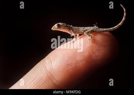 Ein winziges Frisch geschlüpfte House gecko sitzt auf meinem Finger Tip, in Tarapoto, Peru fotografiert. Stockfoto