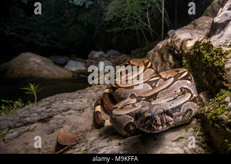 Eine der eindrucksvollsten neotropischer Schlangen, die Boa constrictor! War eine sehr große und hübsche Schlange in den Dschungel im Norden Perus gefunden. Stockfoto