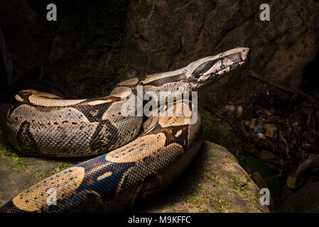 Eine der eindrucksvollsten neotropischer Schlangen, die Boa constrictor! War eine sehr große und hübsche Schlange in den Dschungel im Norden Perus gefunden. Stockfoto