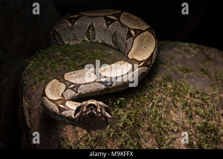 Eine der eindrucksvollsten neotropischer Schlangen, die Boa constrictor! War eine sehr große und hübsche Schlange in den Dschungel im Norden Perus gefunden. Stockfoto