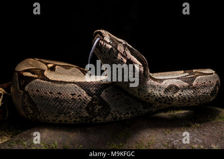 Eine der eindrucksvollsten neotropischer Schlangen, die Boa constrictor! War eine sehr große und hübsche Schlange in den Dschungel im Norden Perus gefunden. Stockfoto