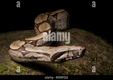 Eine der eindrucksvollsten neotropischer Schlangen, die Boa constrictor! War eine sehr große und hübsche Schlange in den Dschungel im Norden Perus gefunden. Stockfoto