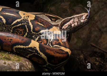 Eine der eindrucksvollsten neotropischer Schlangen, die Boa constrictor! War eine sehr große und hübsche Schlange in den Dschungel im Norden Perus gefunden. Stockfoto