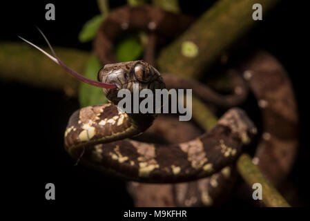 Ein NEOTROPISCHER Schnecke Essen Schlange (Dipsas indica) aus dem Dschungel von Peru. Harmelss für Menschen, diese Spezies Feeds ganz auf Schnecken auf Schnecken. Stockfoto