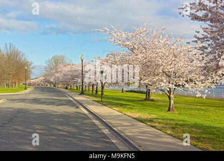 Gasse mit blühenden Fröhliche tress entlang des Flusses in Washington DC, USA. Blumen Fülle an East Potomac Park im Frühling. Stockfoto