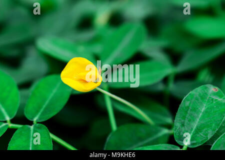 Schönen blühenden Gelben Pinto Bean Blume auf dem Boden Stockfoto