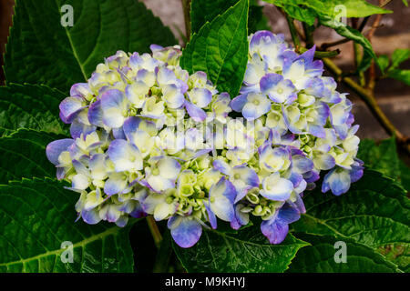 Gradation Weiß und Lila Hortensie im Hof Garten nach dem Regen. Nicht Blühende Hortensien. Stockfoto