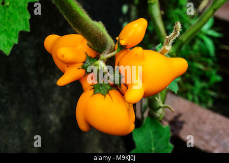 Gruppe von gelben Nippel Früchte als Cedoration im Hof Garten in Indonesien. Nippel Obst frisch Nach gebadet in Regen. Stockfoto